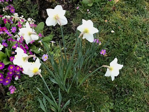Narcisse 'Narcissus Las