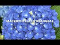 Macrophylla (Big Leaf) Hydrangeas | Country Garden Girl 💚👩🏼‍🌾