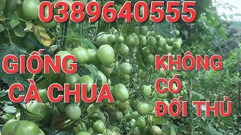 Vua cà chua đất Bắc trồng giống cà chua TESLA siêu năng suất, kháng bệnh khỏe #giốngcàchua#tomato
