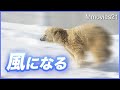 全速力で走る！ホッキョクグマの速さが驚異的 ララは頭上の雪にびっくり デナリのマイ枕 Polar Bear runs at full speed