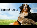 Ушной клещ//ОТОДЕКТОЗ//Признаки/профилактика/лечение