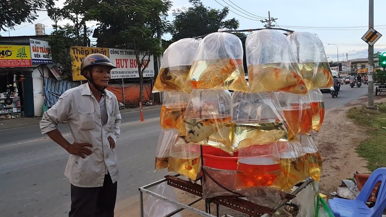 Koi Fish Store in Street Saigon Vietnam | Street Food And Travel