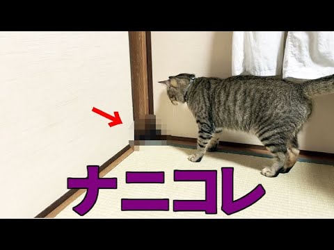 謎の物体が気になるみーちゃん