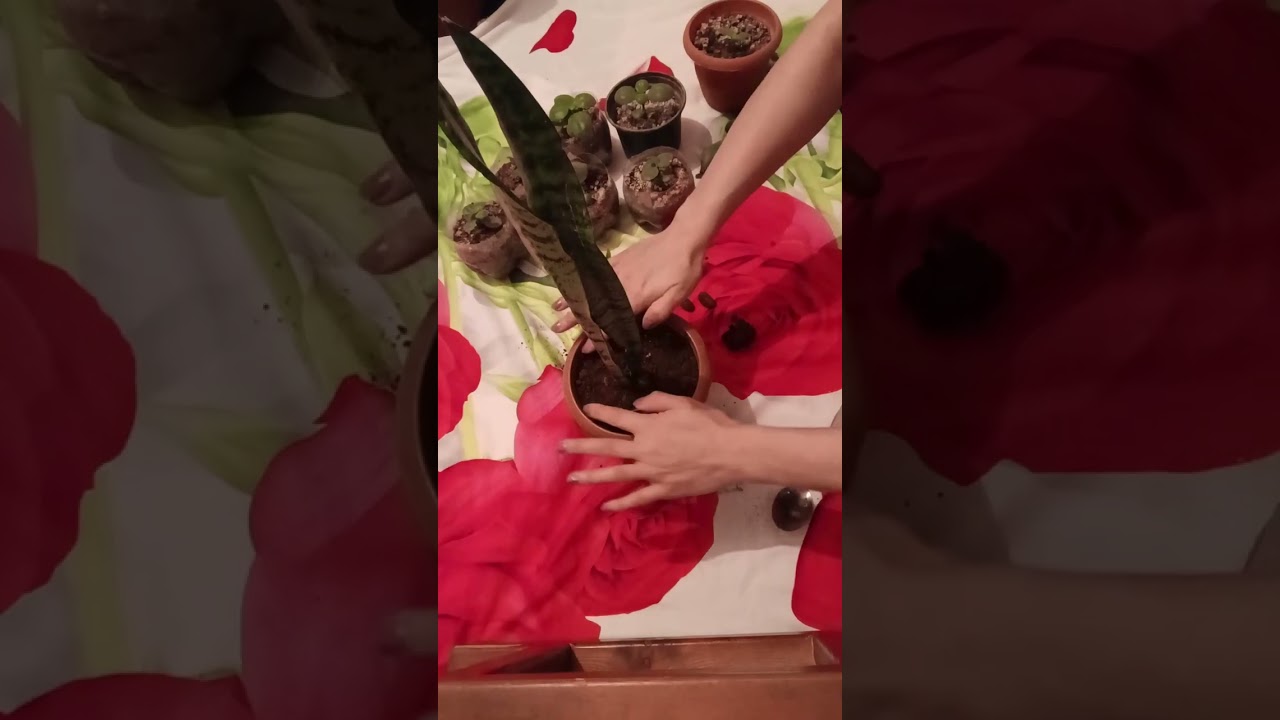 Güllərimi əkdim. Yarpaqdan coxaltdigim gullər