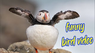 Top Funny Bird Videos Awesome bird video