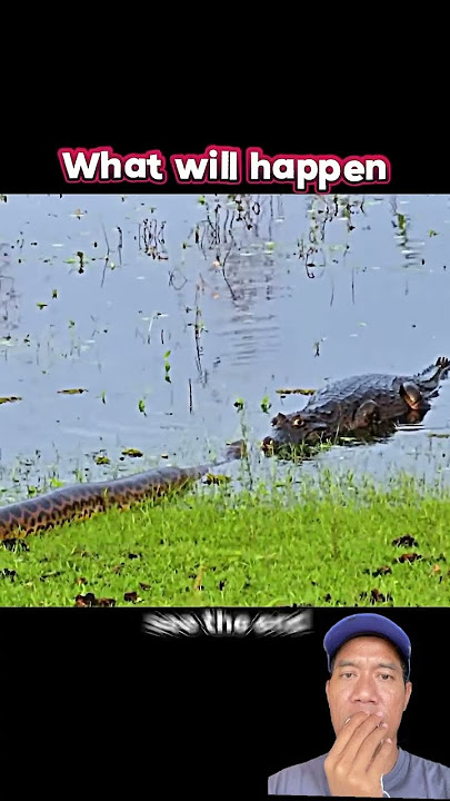 Buaya vs ular piton!