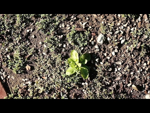 Garden Views - The Weeds