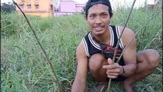 Mikat burung ciblek tebu di pinggir rawa kota medan