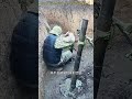 被魔改的40毫米“榴弹迫击炮” #科普 #解说 #解說