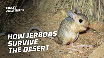 Jerboas: How This Furry T-Rex Survives the Desert