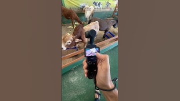 DJI Pocket 3 - Best Travel Camera for Vlogging✅ Check Results👆 #dji #djipocket3 #camera