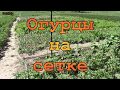 Выращивание огурцов на сетке