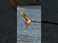 Crazy Osprey dives at sunrise and pulls out a fisherman’s fish!