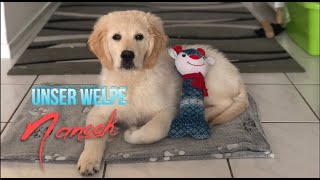 Wir holen unseren Golden Retriever Welpen! | Vlog