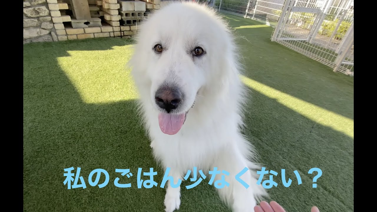 大型犬 グレートピレニーズ ご飯の量はどのくらい?