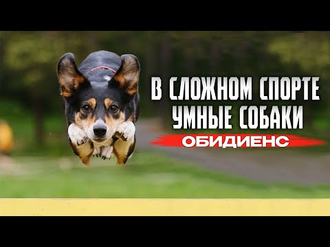 ОБИДИЕНС | САМЫЕ СЛОЖНЫЕ СОРЕВНОВАНИЯ С СОБАКОЙ