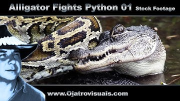 Alligator Fights Python 01 Stock Footage