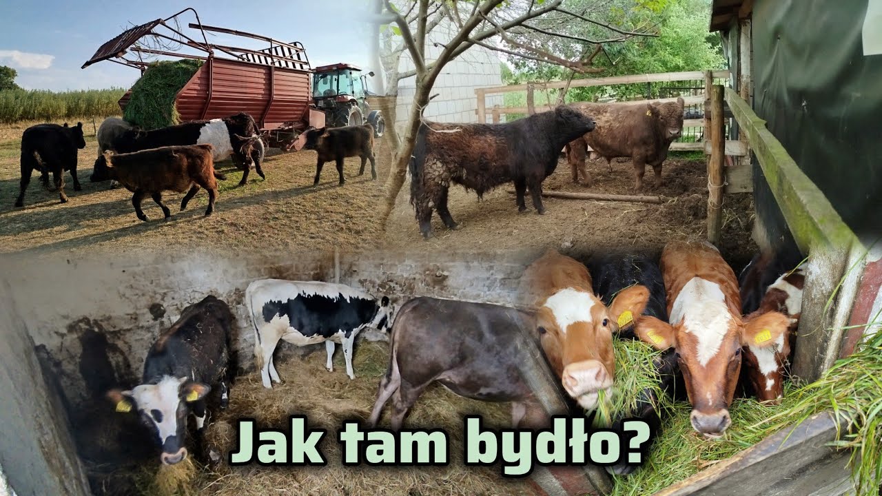 Jak tam bydło?📎Stan bydła jesień 2025