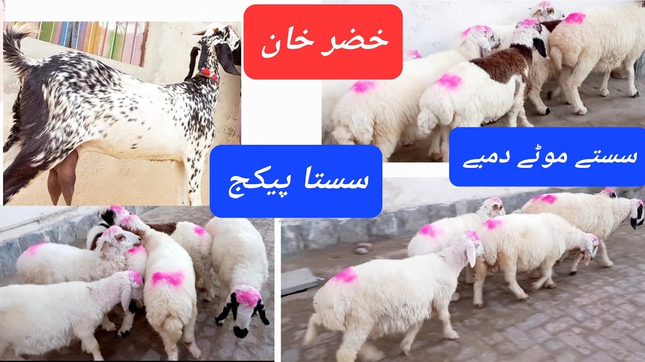 سستا پیکج ، سستے موٹے دمبے، دودھ والی سستی بکری۔ plz Share and ...