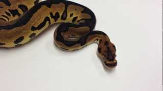 Famous Morphs 101 - Advent Day 23 (Leopard Clown) Profile