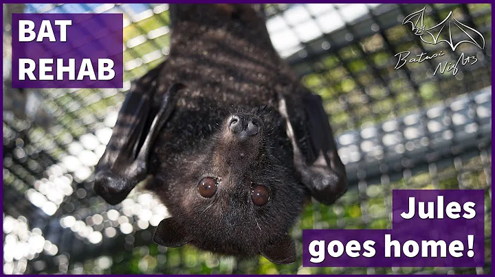 Flight testing and final update on Jules - Flying fox rescued off barbed wire.