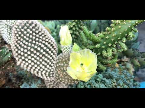 Flor da opuntia microdasys (orelha de Mickey). - thptnganamst.edu.vn