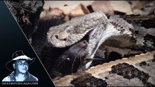Rattlesnake Feeding 01 Footage