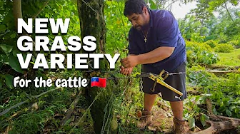 HIGH PROTEIN GRASS FOR THE COWS IN NEW PLOT🐂🐄 |   OPENED CATTLE TO FRESH GRASS🌱🌿