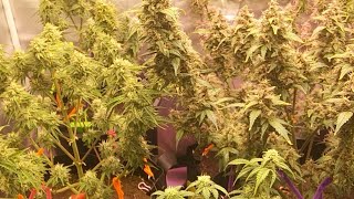 Wake And Bake!💚