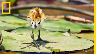 Pourquoi ces oiseaux ont-ils de si longues pattes ? | OKAVANGO : LE FLEUVE DES RÊVES