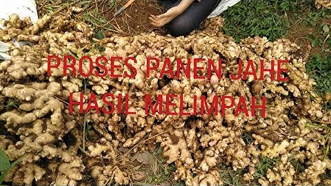 Panen jahe hasil melimpah ruah
