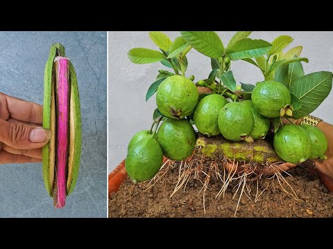 וִידֵאוֹ: מידע על צמח לימברי - ריבוי וגידול פירות לימברי