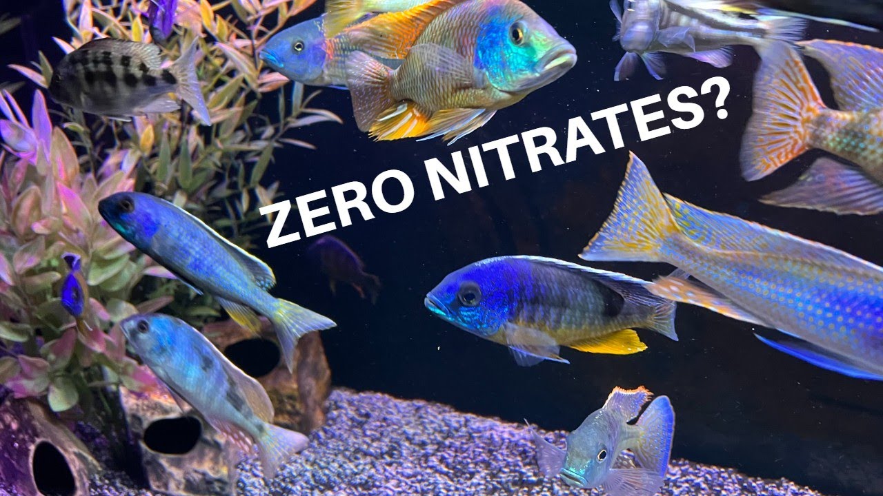 The "FULL CYCLE *ZERO NITRATES* AQUARIUM” Just One More Fish Keeping Topic to ARGUE About