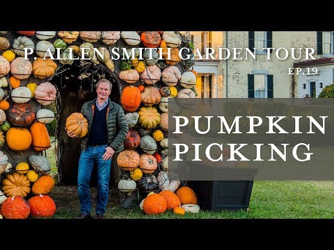 Video: Amazing Pumpkin Varieties - Both Delicious And Beautiful. Description. Squash. Photo - Page 6 Of 6