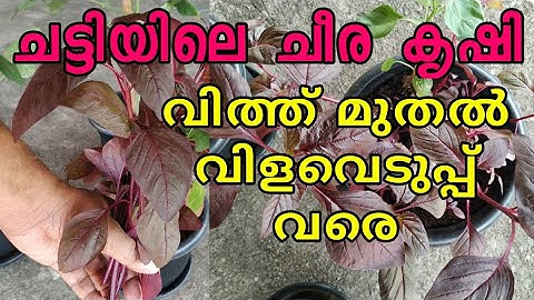 How To Grow Spinach In Pots From Seed To Harvest | Malayalam