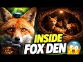 Fox POV Journey Into a Hidden Den | Wildlife Documentary Experience