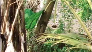 Aktivitas Burung tilang Jambul