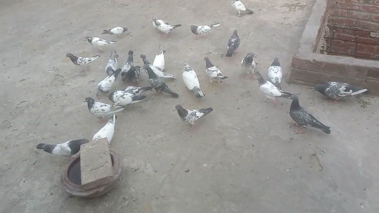 AJ 3 kabootar Uray 03224776198