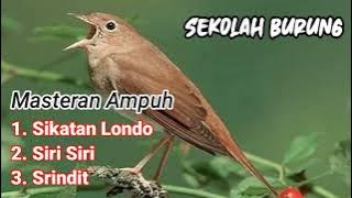 Masteran burung paling ampuh sikatan londo, siri siri dan srindit dijamin moncer