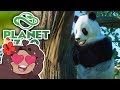 Bamboo Pathway to Panda Paradise!! 🐼 Daily Planet Zoo! • Day 5