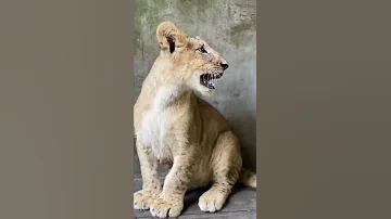 Simba Leaf Enrichments 