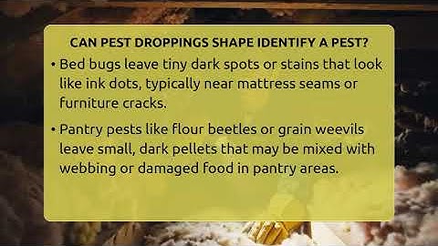 Can Pest Droppings Shape Identify A Pest? - Insects and Invaders