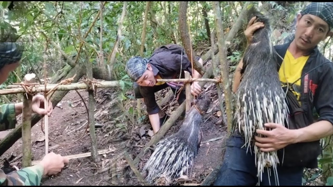 Create amazing trab to catch porcupine in the forest