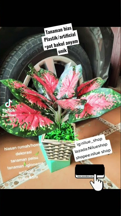 Tanaman hias aglonema gak perlu pupuk perawatan gampang bangat  tanaman palsu /artificial  pot unik
