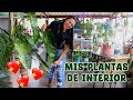 Tour por todas mis bellas plantas de interior │Candy Bu