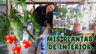 Tour por todas mis bellas plantas de interior │Candy Bu