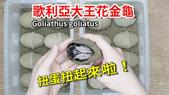 【山林虫坊】大王花金龟开茧记 | Goliathus goliatus: Opening the Soil Cocoons - 天天要闻