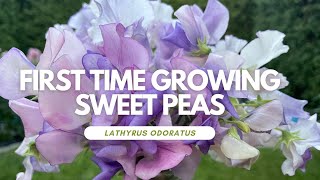 My experience growing sweet peas (Lathyrus odoratus variety)