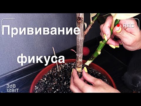 Видео: Ficus -ийн хүнсний жимс, ёслолууд