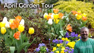 April Garden Tour - Hellebores, Tulips, Daffodils, Bluebells, Azaleas